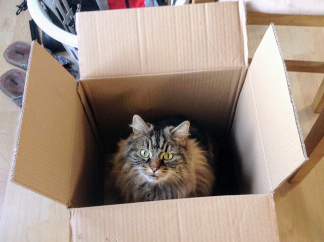SlenderSherbet's tweet photo. "i don't always sit in boxes but when i do, it's a box that contained something expensive you bought for me that i don't give two shits about"

📸: Pebbles, owner of @LindaWoodings https://t.co/LJweWMcyQX