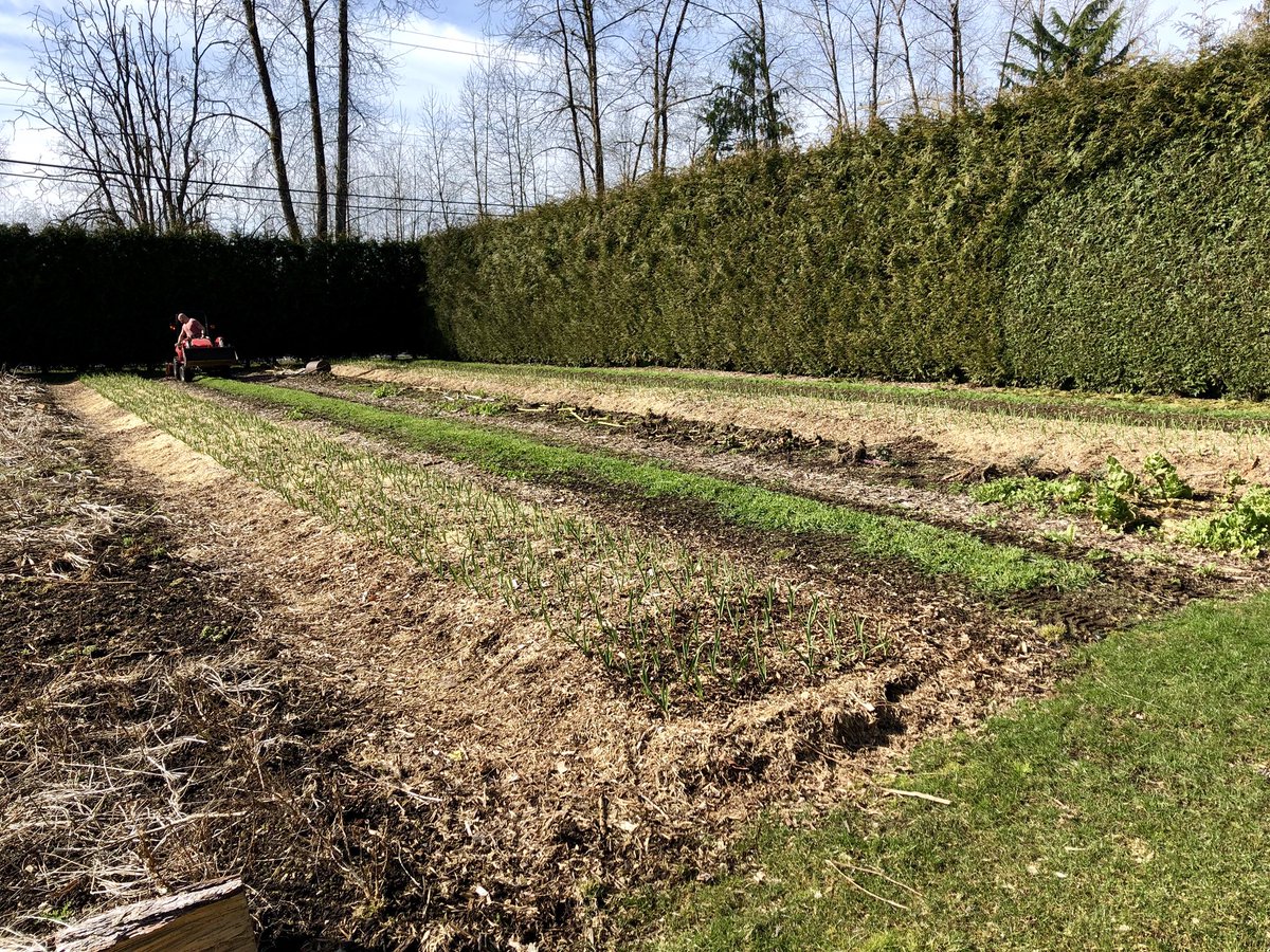 EastRidgeFarms's tweet photo. Remember that winter ryegrass cover crop I planted way back in September? Well it grew great over the winter! It’s all tilled in now!
#soilbuilding #greenmanure #covercrop #soilhealth #farmdirect #farmfreshfriday #bcfarmfresh #local #natural #organicgrowingpractices #soil #dirt https://t.co/a4Kk0AOSaJ