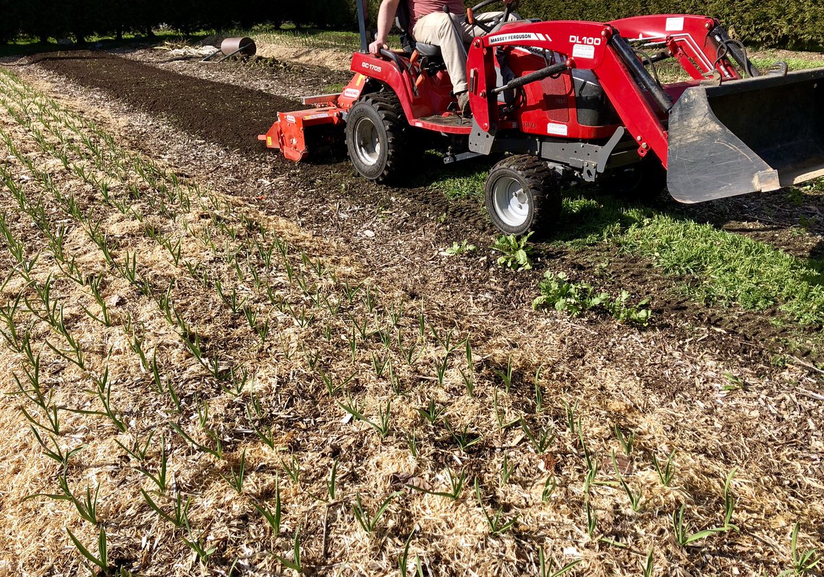 EastRidgeFarms's tweet photo. Remember that winter ryegrass cover crop I planted way back in September? Well it grew great over the winter! It’s all tilled in now!
#soilbuilding #greenmanure #covercrop #soilhealth #farmdirect #farmfreshfriday #bcfarmfresh #local #natural #organicgrowingpractices #soil #dirt https://t.co/a4Kk0AOSaJ