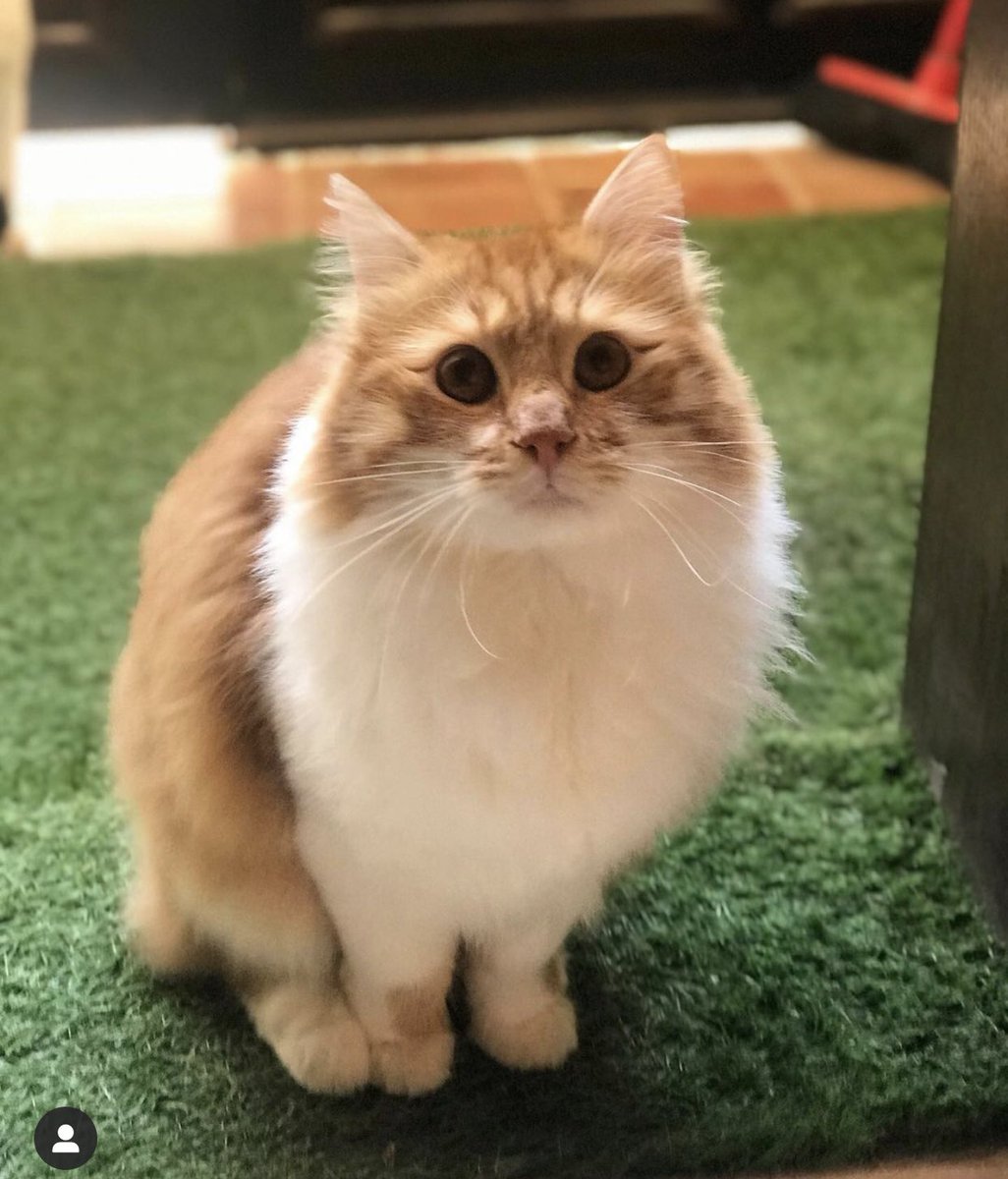 SimbaNalaJo's tweet photo. So Twitter, what’s new? #CatsOfTwitter https://t.co/Ir7eIV0ipV