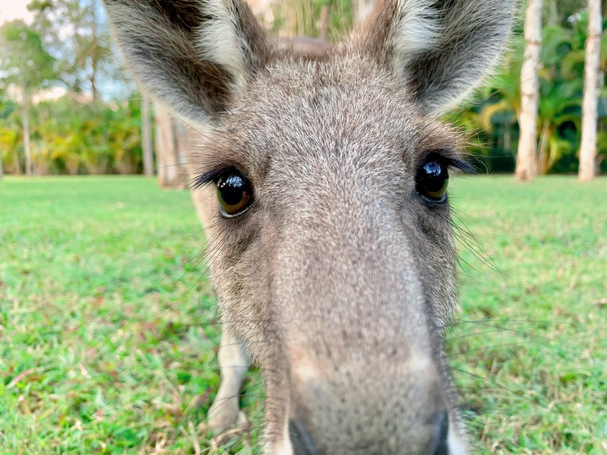 Kangaroo cuteness.
Look at those adorable brown eyes!