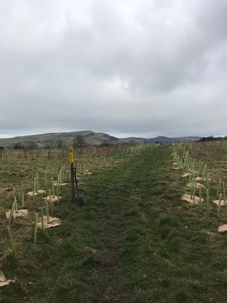 sunartfields tweet media