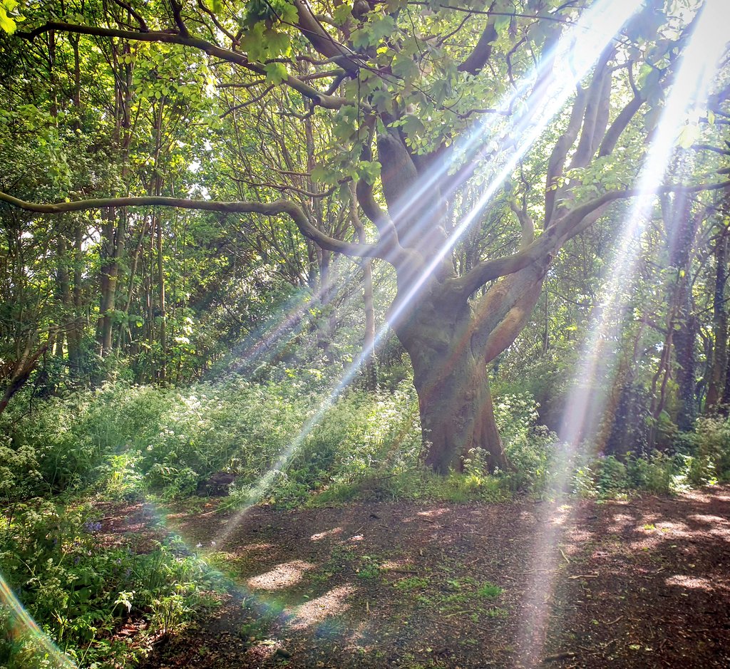 This is from the first lockdown in my local woods. Check out those lines and a bit of refraction and dispersion in the bottom left <a href="/bcamrhesford/">Mr Hesford</a> #PhysicsInPhotos