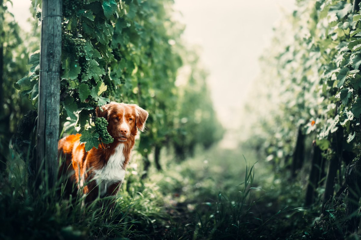EringateHomes's tweet photo. Dogs do speak, but only to those who know how to listen.
-
#liveyourlifestyle #eringate #eringatehomes #toronto #dogs #dogsofinstagram #dog #dogstagram #puppy #instadog #doglover #dogoftheday #doglovers #pets #doglife #realestate #realtor #realestateagent #home #property https://t.co/242YhOBuP6