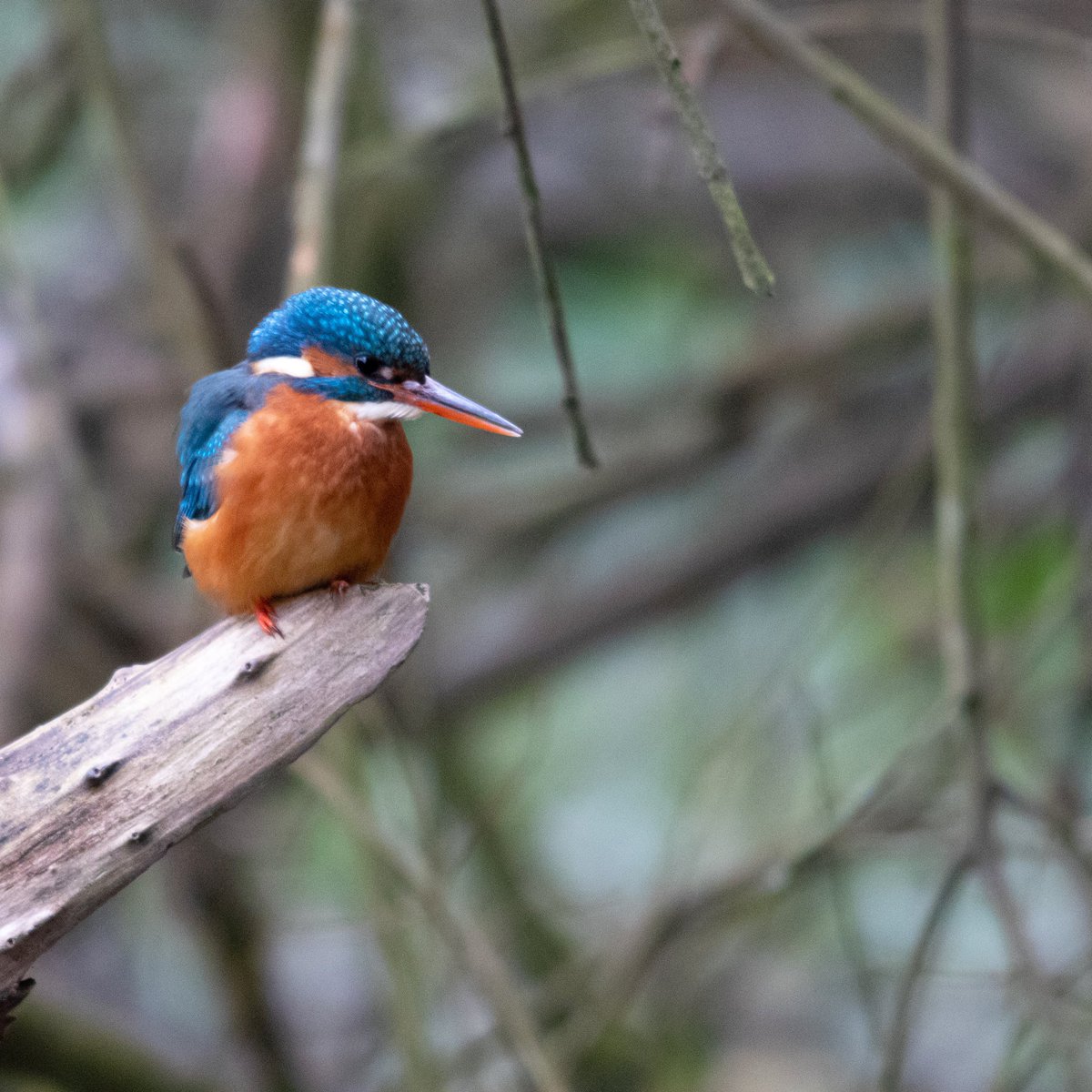 CawdronTom's tweet photo. King fisher on its perch at Kernsey Abbey Gardens 🐟 https://t.co/U5VEy5Tfaz