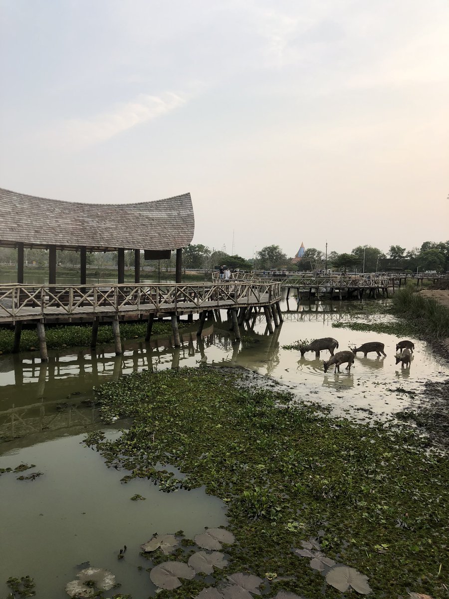 La Tailandia que escapa a las rutas turísticas habituales mola mucho. Mi nuevo hogar #Chumphon no deja de sorprenderme! #Tailandia