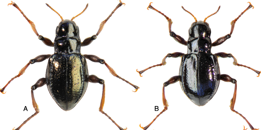 [#Entomolgy] A revision of Onychelmis Hinton, 1941 (Coleoptera: Elmidae), with description of #NewSpecies, DNA barcoding and notes on the geography of the genus. ⬇️

🔗DOI: doi.org/10.5852/ejt.20…
▪️ Marek Linský, <a href="/ZuzanaCiampor/">Zuzana Čiamporová</a> &amp; <a href="/FCiampor/">Fedor Čiampor jr</a> 
▪️ #Elmidae #Coleoptera #taxonomy