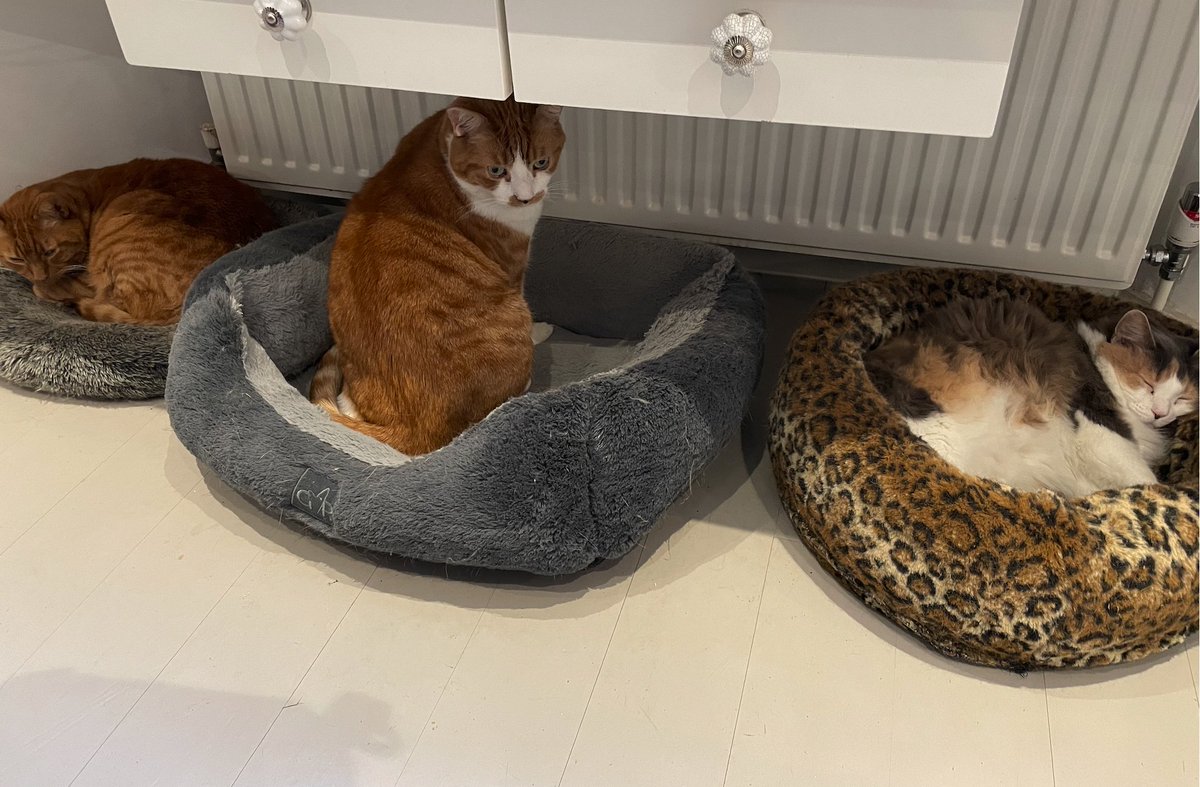 Baddiel's tweet image. And yet I *still* think "oo a new kitten would be nice."