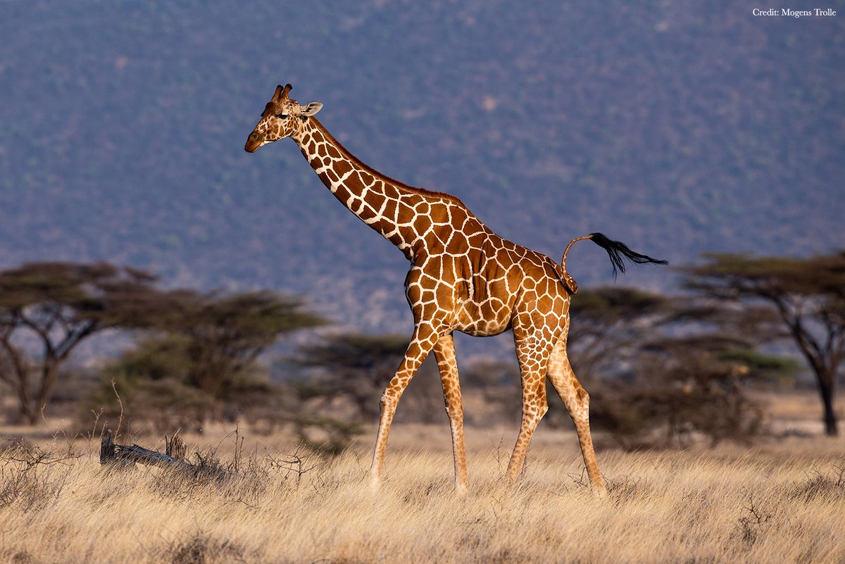 Science Magazine (@sciencemagazine) on Twitter photo In a new study, a giraffe gene was edited into mice genomes, endowing the mice with bone mineral density and exceptional resistance to high blood pressure—features that enable giraffes’ unparalleled size. <a href="/ScienceAdvances/">Science Advances</a> fcld.ly/blk0zib In a new study, a giraffe gene was edited into mice genomes, endowing the mice with bone mineral density and exceptional resistance to high blood pressure—features that enable giraffes’ unparalleled size. <a href="/ScienceAdvances/">Science Advances</a> fcld.ly/blk0zib