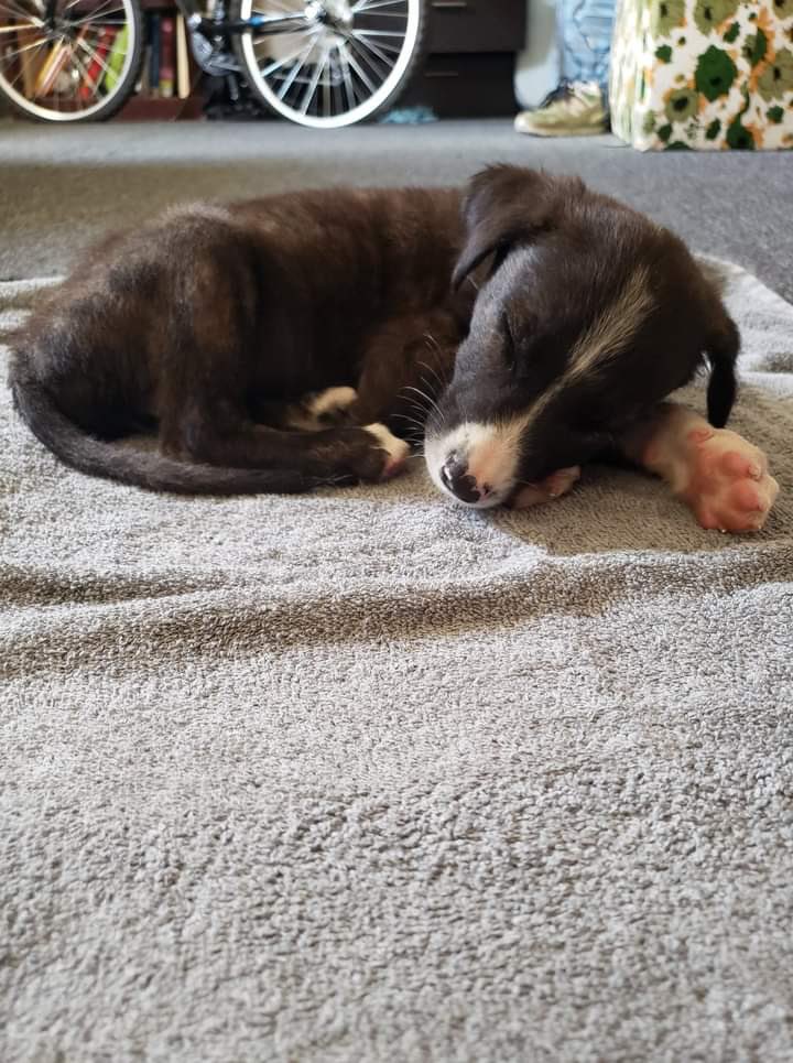 alexisgarnica92's tweet photo. My DOGther when she was still young ❤️ #Adopted #Doggo #FoundHer #GrownUpNow https://t.co/hZZYtjpt1b