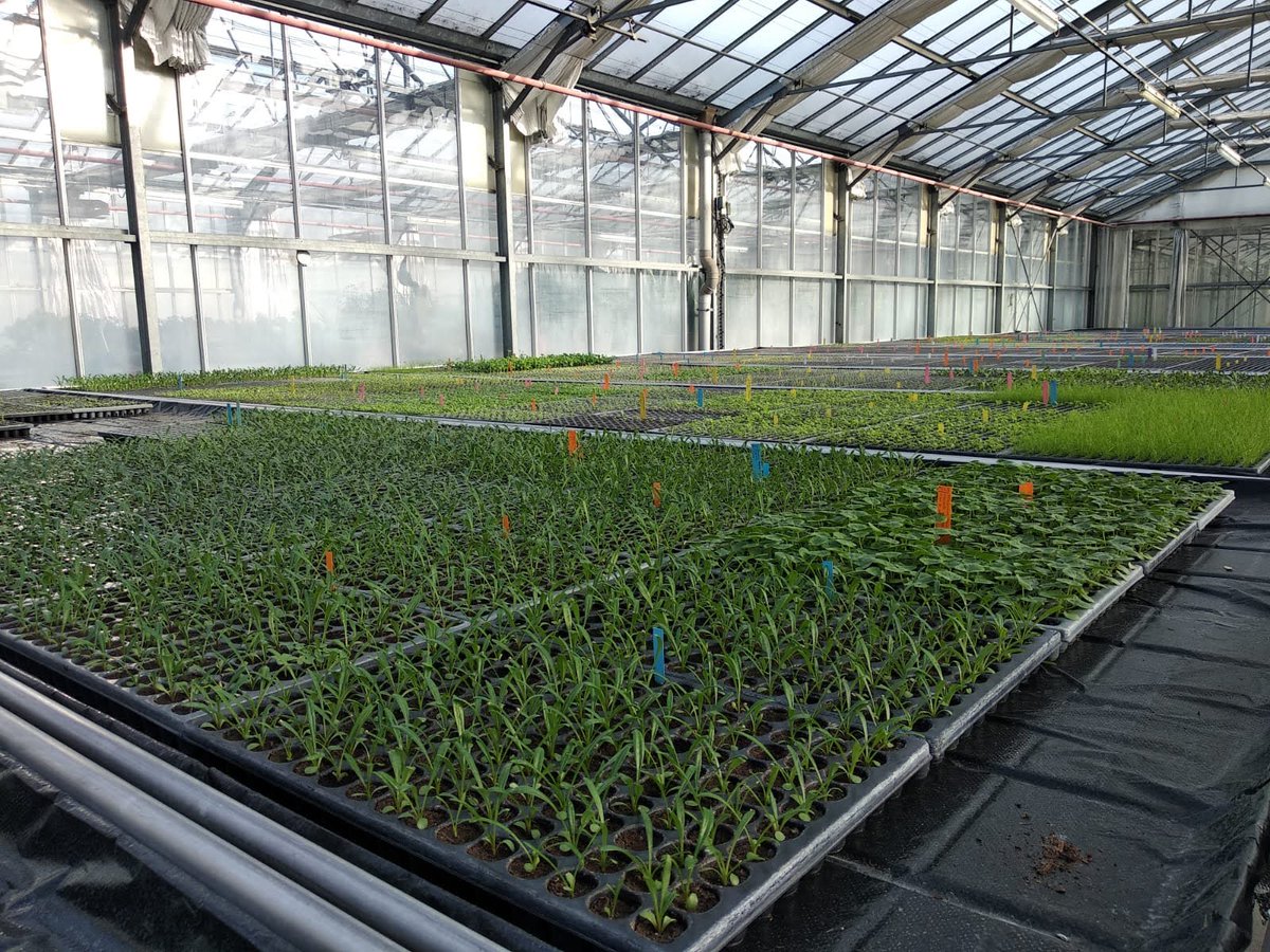 GillesNamur's tweet photo. Les semis du Centre horticole de @VilledeGrenoble  commencent à sortir de terre ! Des fleurs 🌼🌻🌹pour embellir l'espace public mais aussi quelques plants légumiers 🥬🍅🥒pour la production alimentaire destinée au self municipal🍴. https://t.co/DB7rYD5f0t