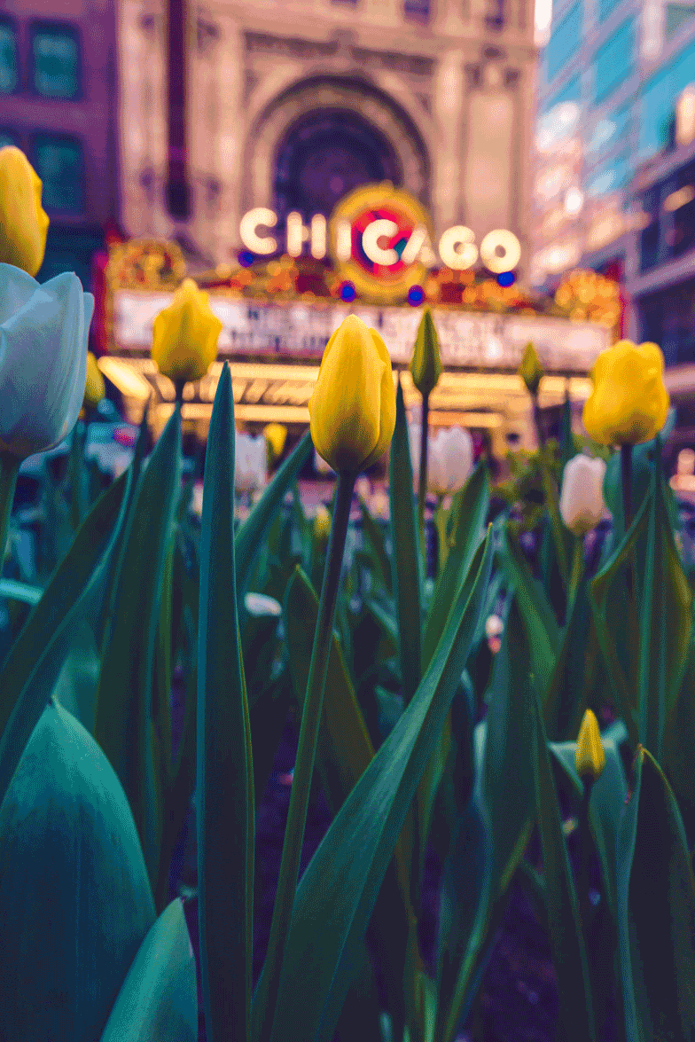cswsolutions's tweet image. The first day of Spring is determined by the vernal equinox, the moment the sun crosses the celestial equator. It is officially tomorrow &amp;amp; we couldn't be more ready for longer, warmer days and more sunshine! #springequinox #firstspring #chicago #tulips #funfactfriday #potholes