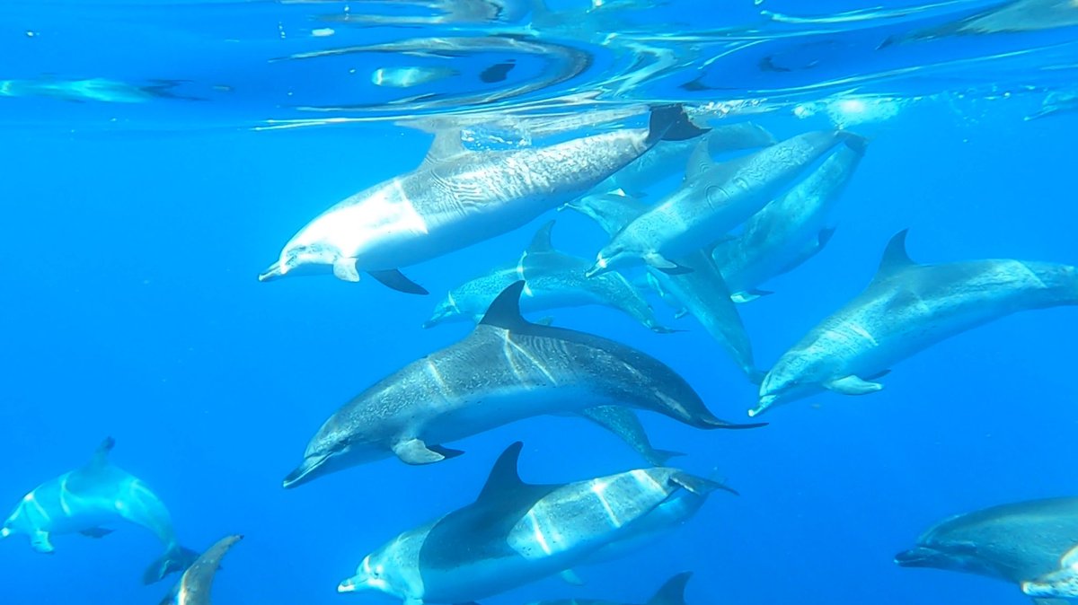 You can find the full vlog episode of the #dolphinwatching tour with Whale Wise Eco Tours, a #responsibletourism company from #LosGigantes in #Tenerife, on my YouTube channel #BeyondTravel or here bit.ly/WWETvlog