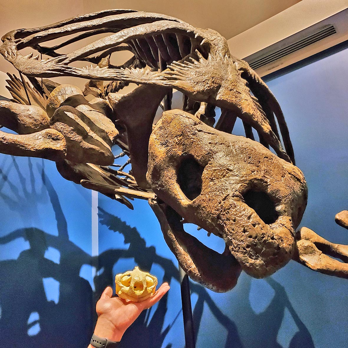 Museum Of The Rockies Happy Fossilfriday Archelon Is A Giant Turtle That Swam Through The Seaway In North America During The Cretaceous 74 Mya Here Is Archelon Next To Museum Of The Rockies Happy Fossilfriday Archelon Is A Giant Turtle That Swam Through The Seaway In North America During The Cretaceous 74 Mya Here Is Archelon Next To