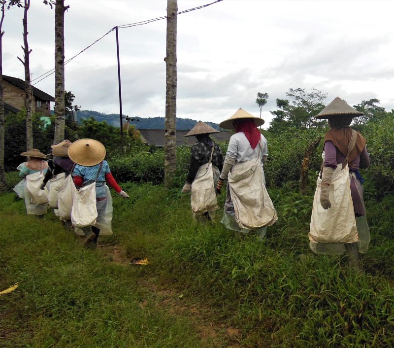 LakeMissoulaTea's tweet photo. Women return home after a day of #teapicking at Harendong Organic Tea Estate (Java, Indonesia). Women are the backbone at this estate and they and their families are supported in kind through health programs and school aid. Support #womenintea and companies that do the same! https://t.co/wvtLtS2g34