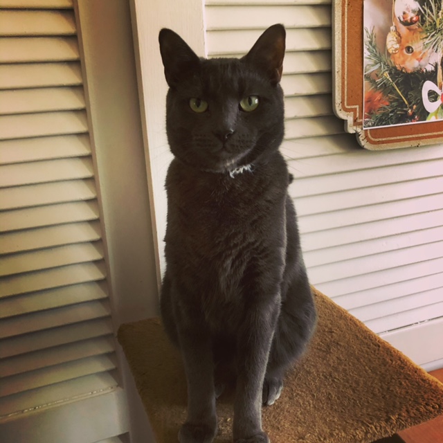 Weevos's tweet photo. Minding my own business, working on an assignment - and I feel it. I turn around and there he is, #Chester, silently judging meโฆ Again. #mysupervisor #wfhwithcats #GrayCats #blackwhiskers #mycatisjudgingme #pharisee #sadducee #catsoffacebook #catsofnyc #housecatlife #fridaycats https://t.co/6RxlqP95ba