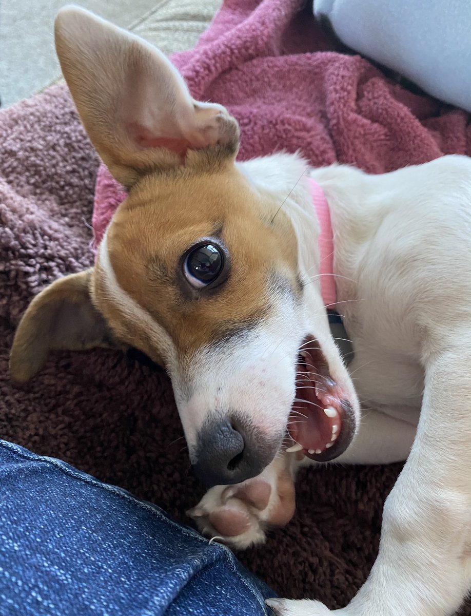 #PhotoChallenge2021March  
#DogsofTwitter  #SoFunny #LetsLaughday 

Day 19 is “Laughing” -  You gotta admit, this crazy ear is pretty funny! 🤣🤣🤣Baby Beatrice