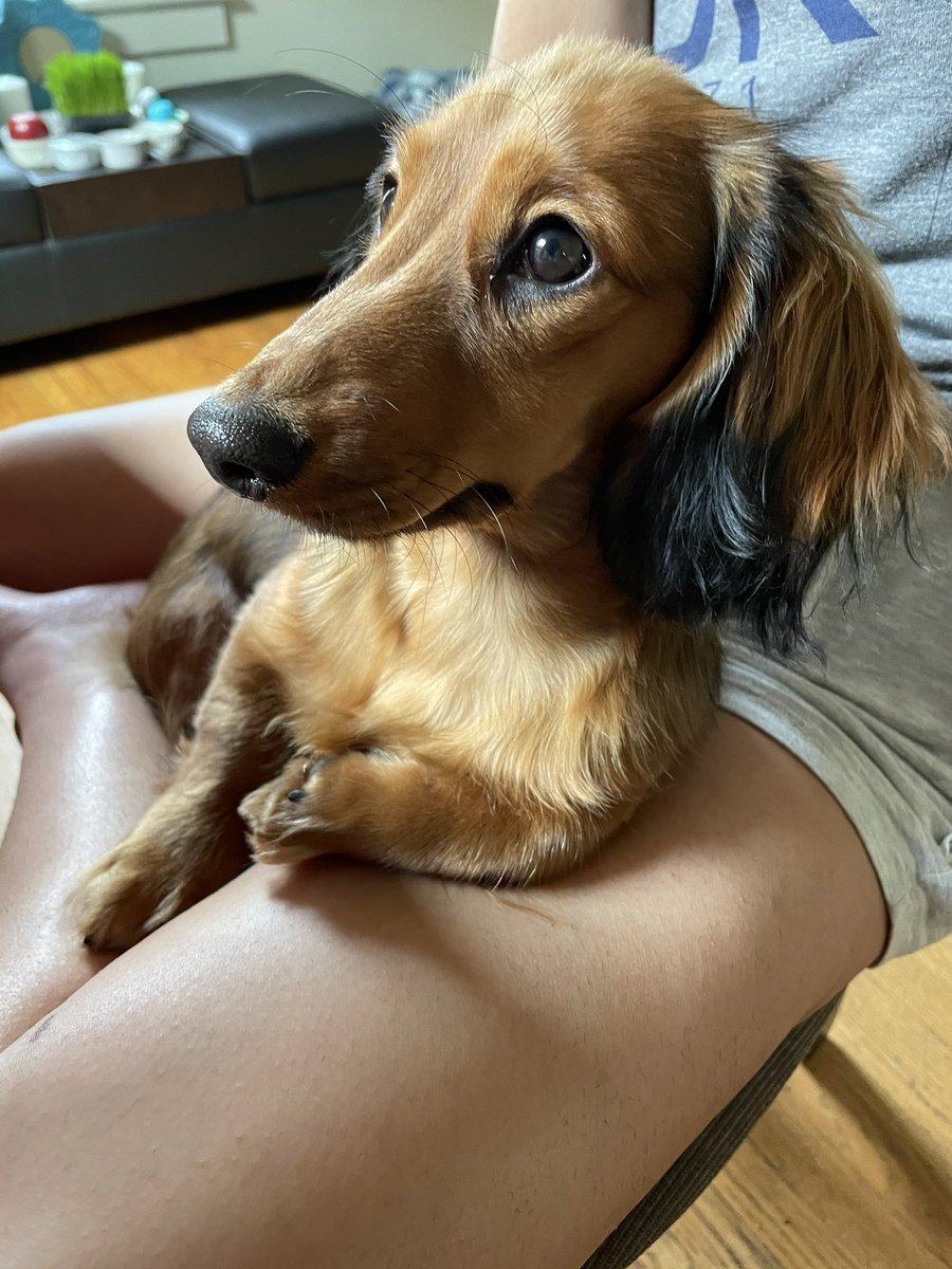 GuyWithDog's tweet photo. Dog becomes increasingly cute and Guy can't stop taking photos of it https://t.co/oV4iPHp8GQ