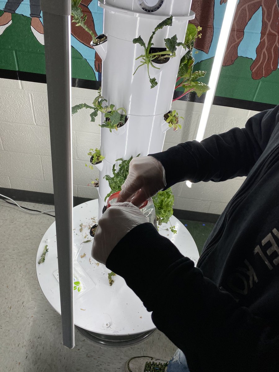 @HerkimerCSD AFNR students helped harvest greens today 🥬 for the #HerkimerFreeFoodFridge. This week we decided to include 5 ways to cook and use #swisschard to help make #healthyeating more #accessible #highschoolteacher #AgEducation #herkpride #giveback