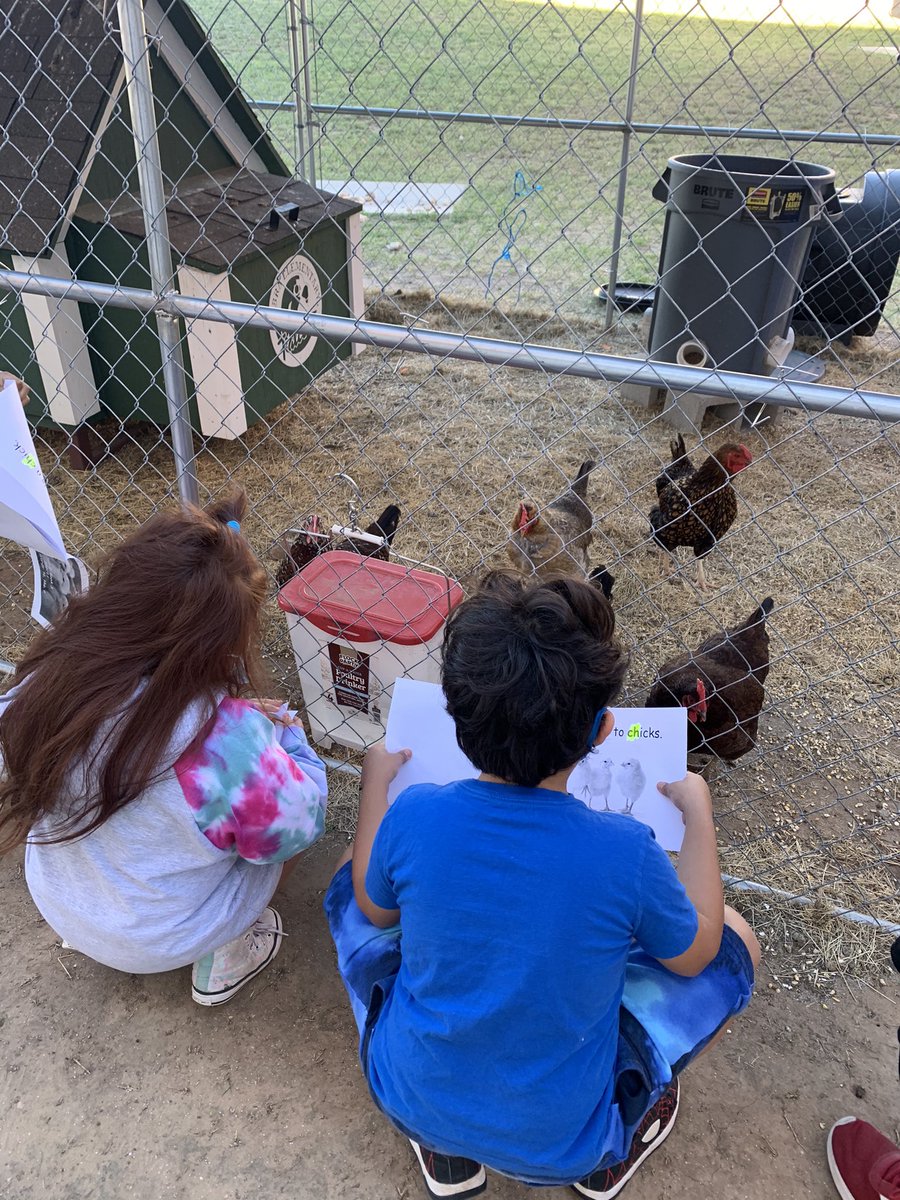 Melania Ionescu tweet media