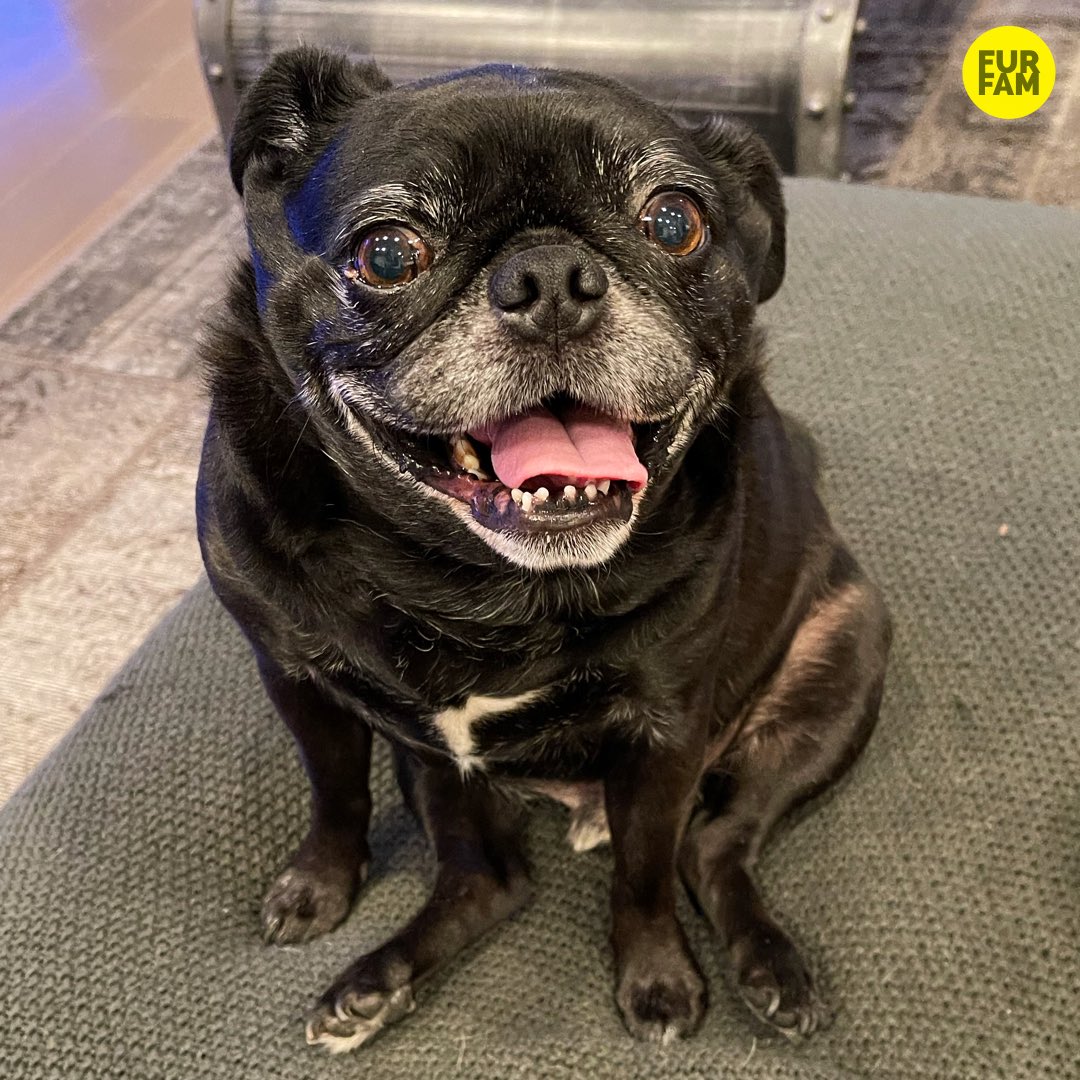 furfam's tweet photo. “Still smiling” -Kubrick #puglife https://t.co/lst38qbP05