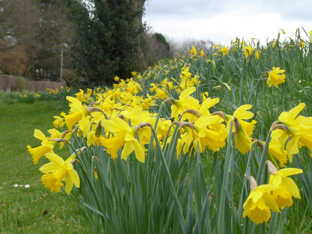Girlygolfer2013's tweet photo. Lovely bright and breezy colours on our #walkinwinter today. A huge bumble bee, a bank of yellow and some gorgeous pink flowers on display. Very uplifting ;)
#wildflowerhour #springflowers #TwitterNatureCommunity #NaturePhotography @wildflower_hour @BSBIbotany https://t.co/p40Yn2s90l