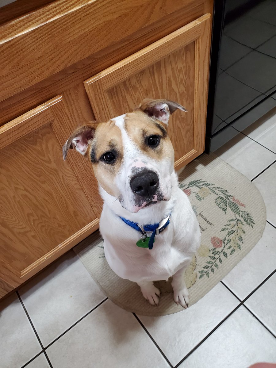 kyhumane's tweet photo. Emma is a beautiful, one-year-old Australian Cattle Dog mix who weighs about 50 pounds. This pretty girl is in a @kyhumane foster home waiting for a forever home. She LOVES other dogs &amp; needs an energetic buddy to keep up w/ her. Kids 12+! Info: https://t.co/GXNTAcvBYe https://t.co/ADInToFdOF