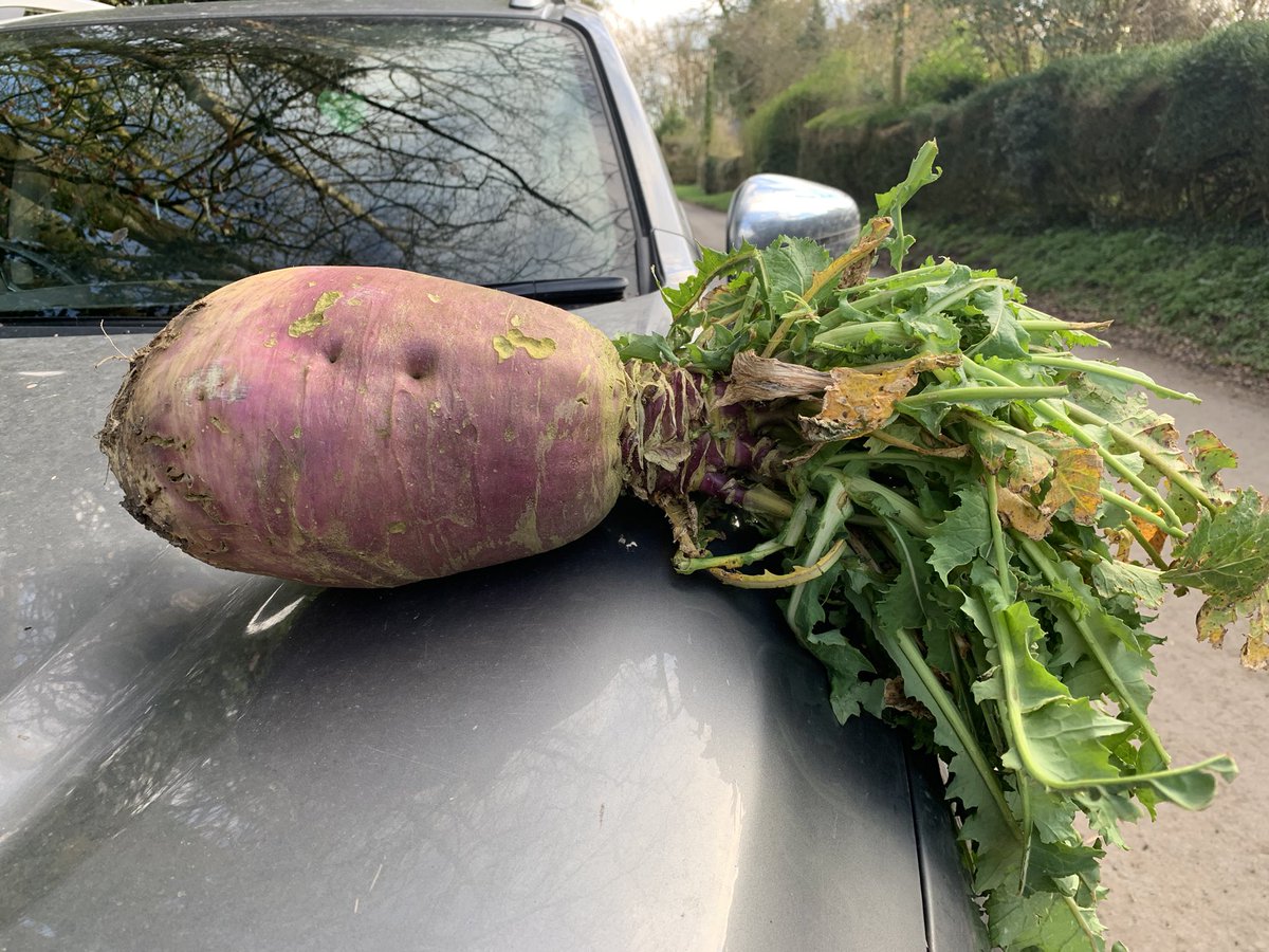 Look at this monster! <a href="/BarenbrugUSA/">Barenbrug USA</a> a good dose of digestate from our <a href="/EnviTecBiogasUK/">EnviTec Biogas UK</a> AD plant must have helped, what do you think <a href="/holmdale2855/">wayne</a> ? #turnip