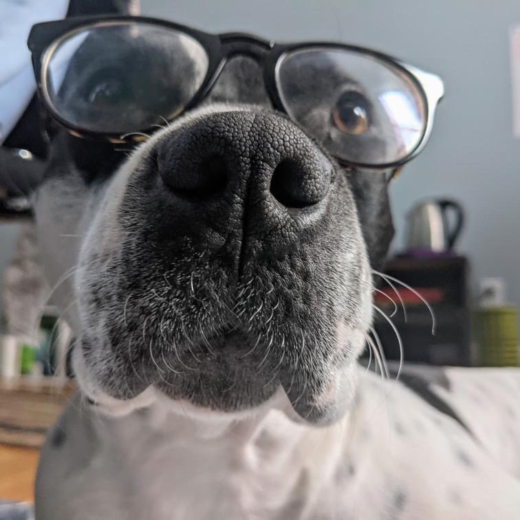 dog_rates's tweet photo. This is Luci. She was born with a congenital heart defect that causes her to faint when she gets too excited. It sounds harmless, but without surgery, her risk of heart failure is incredibly high. You can help Luci afford her procedure below. 13/10

https://t.co/1mVQMsoL4Q https://t.co/plcJJpyMkZ