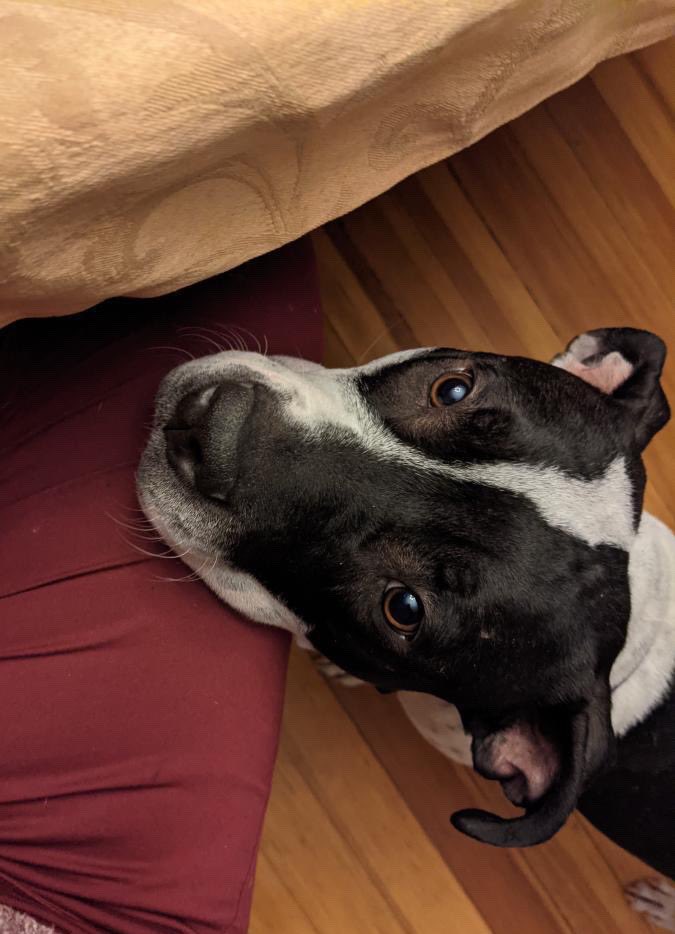 dog_rates's tweet photo. This is Luci. She was born with a congenital heart defect that causes her to faint when she gets too excited. It sounds harmless, but without surgery, her risk of heart failure is incredibly high. You can help Luci afford her procedure below. 13/10

https://t.co/1mVQMsoL4Q https://t.co/plcJJpyMkZ