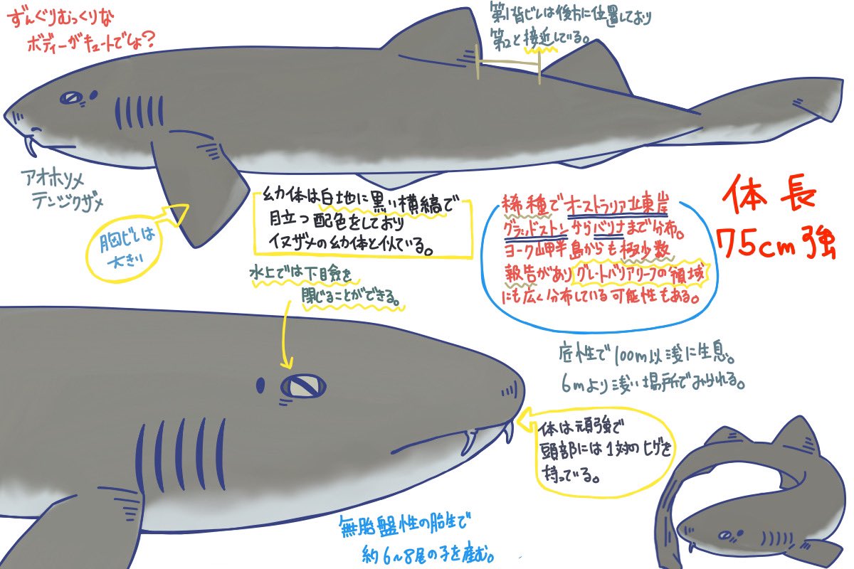 めかぶ 世界のサメ大全発売中 Twitterissa テンジクザメ目ホソテンジクザメ科のサメ テンジクザメ科特有のずんぐりした体型で頭部には髭がある 吻は丸くて横から見ると楔形に見える 胸鰭は大きく 背鰭は体の後方に位置する 幼体は白黒の縞模様だが 成体は めかぶ 世界のサメ大全発売中 Twitterissa テンジクザメ目ホソテンジクザメ科のサメ テンジクザメ科特有のずんぐりした体型で頭部には髭がある 吻は丸くて横から見ると楔形に見える 胸鰭は大きく 背鰭は体の後方に位置する 幼体は白黒の縞模様だが 成体は