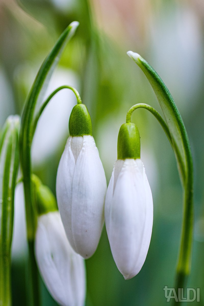 @lumix_de @geomagazin @nabu @canondeutschland @natgeodeutschland @bvsphotogsquad @NatGeoYourShot  @lenscoat @lumix 
#panasonicgh5s #panasonic  #photooftheday  #flower #flowermacro #flowerlove  #macrophotography #macro  #bestflowers #bestflowerpics #blumenfoto #blumenfotografie