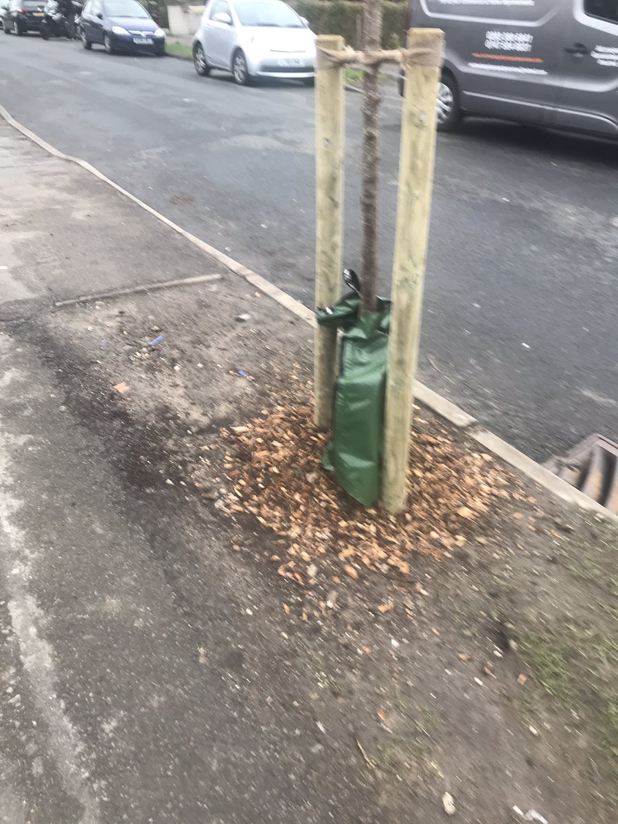 <a href="/SuttonCouncil/">Sutton Council</a> Huge Thank you to Ben Morris ,Arboricultural and Woodlands Officer of Sutton Council. Also Moira Butt Conservative councillor carshalton south ,for our lovely   Prunus 'Snow Goose' cherry blossom. A car accident took out the beautiful  cherry tree that used b there