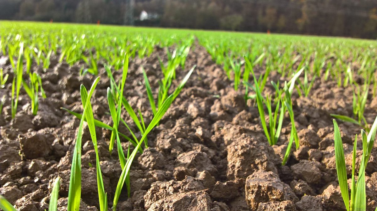 y_vaziritabar's tweet photo. Cover crop and crop rotation promising yield stability in a long-term field experiments. #LTE #cover_crop #soil_management https://t.co/wxiZnF1RfF