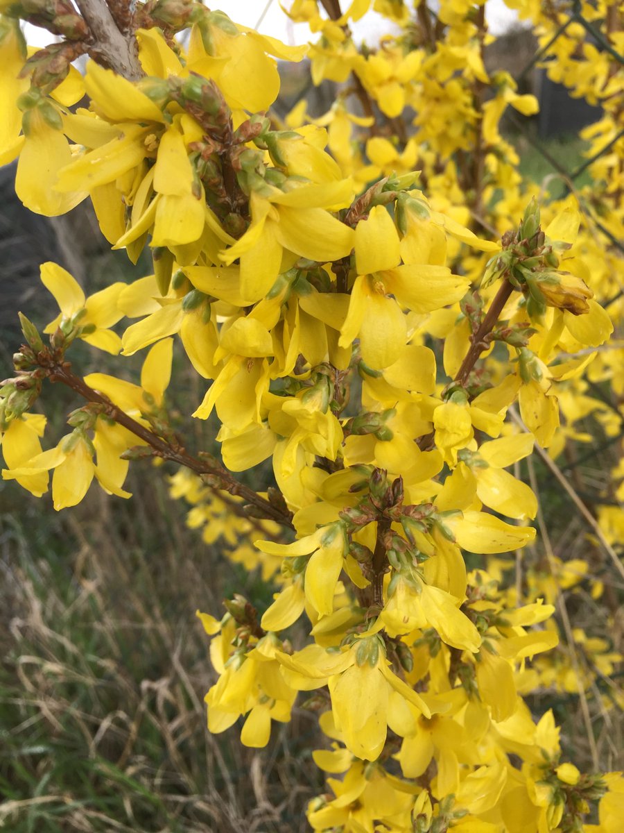 oliwildenstein's tweet photo. Einfach toll, wenn der Frühling kommt 😀 https://t.co/1d0tPkYo7z