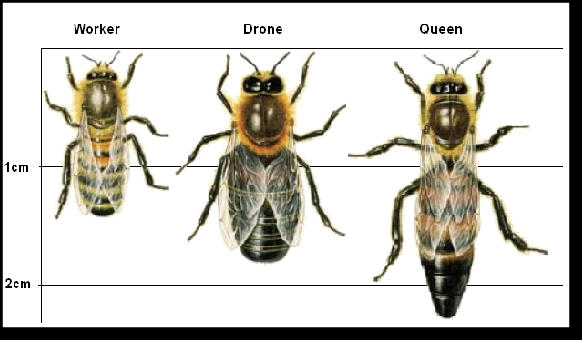 PatventionBees's tweet photo. DID YOU KNOW?
In their 6-8 week lifespan, a worker bee will fly the equivalent distance of 1 ½ times the circumference of the Earth.#beesness https://t.co/uhodQyDUvR