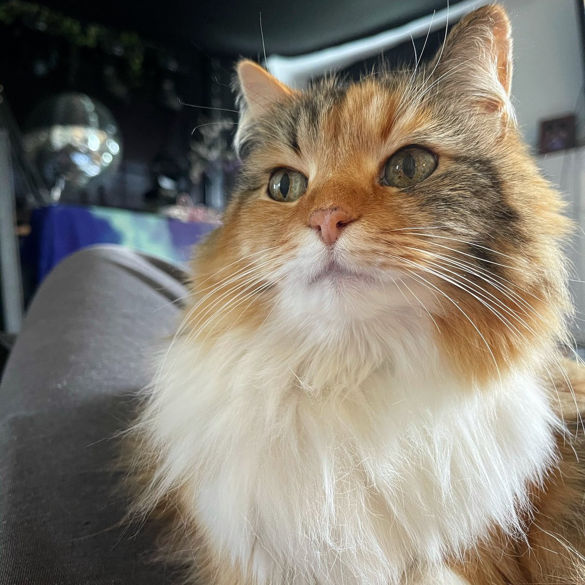 KrummLife's tweet photo. It’s Friday. Time for disco party? 😻🌀💃🕺💫 #FluffDusting #CatLife #CatsOfTwitter #Kitty #BassKitty #DiscoKitty #cats https://t.co/q0MldvgOdV