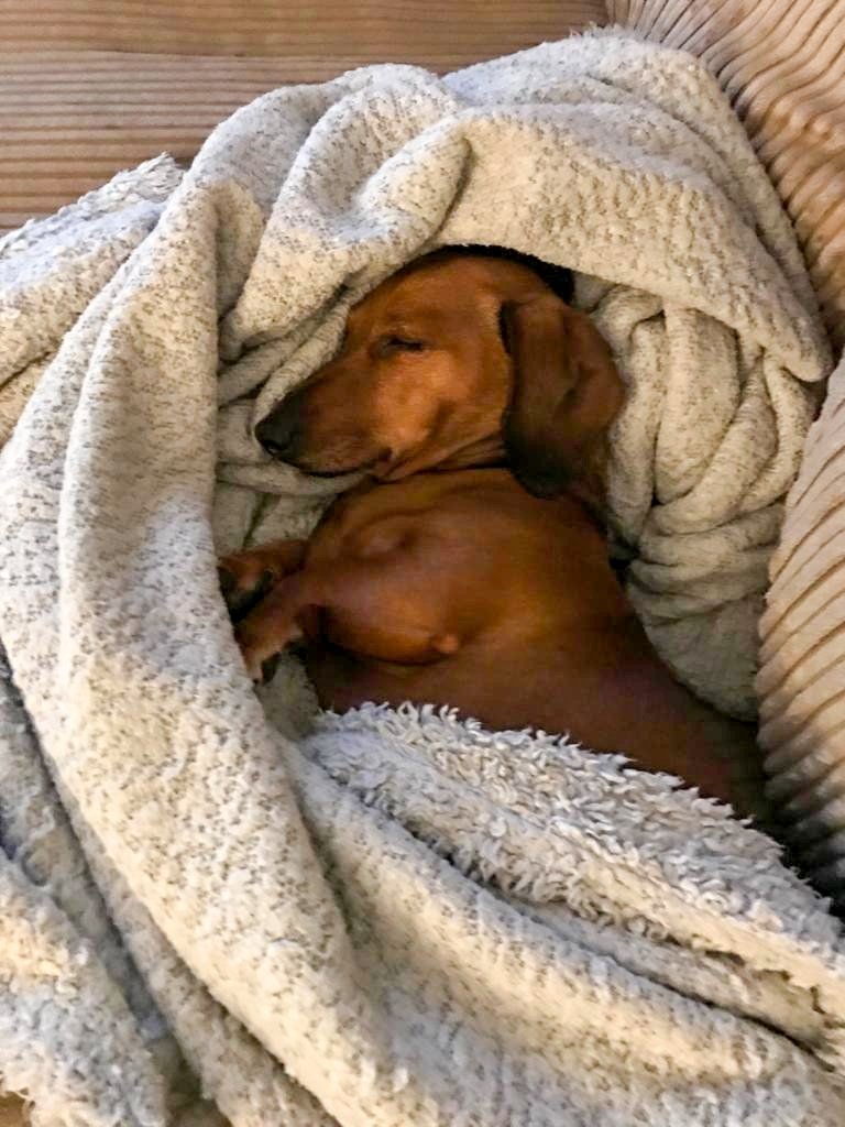 Baxter_Project's tweet photo. Somebody is pooped after his first day of work 😍 Welcome to #TheBaxterProject George 😊
#WorkHardSleepHard https://t.co/AAWjlrWzW2