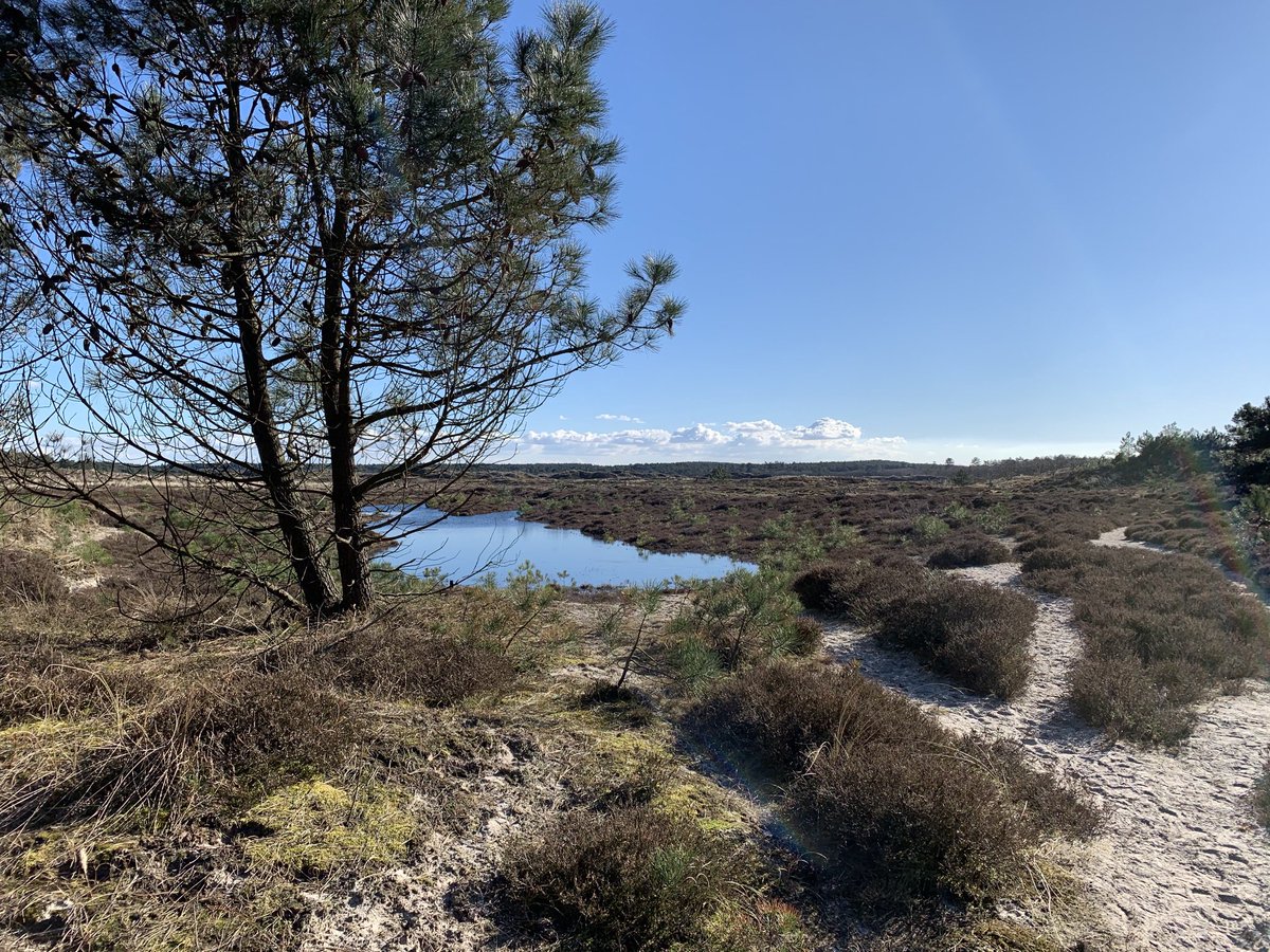 bosw8erpatricia's tweet photo. πππ #schoorlseduinen #paarseroute #heideroute #wandelen https://t.co/lHHhroIh4m