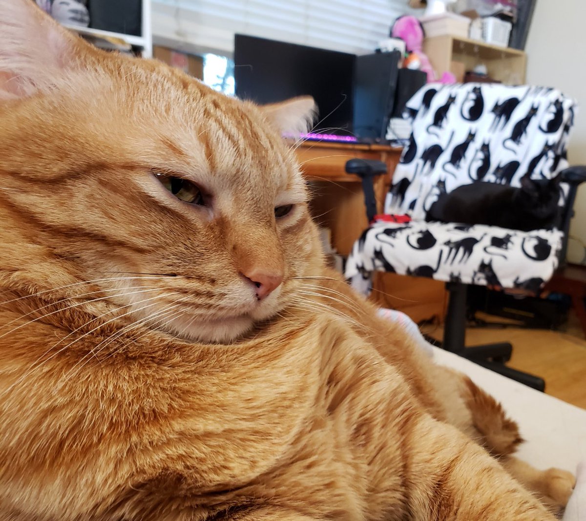 Bayek_Reign's tweet photo. Sooo ready for the weekend. 
#cats #CatsOfTwitter https://t.co/KvaZiGttQL