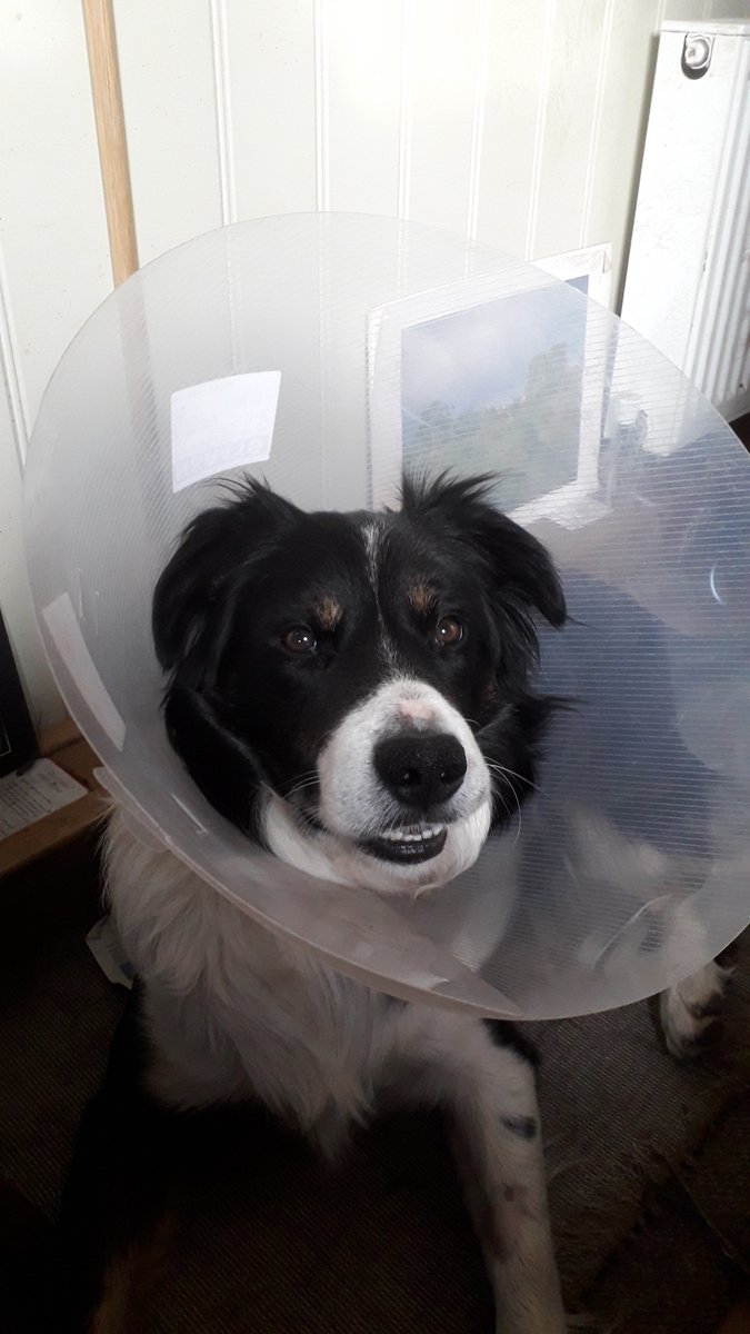 Rocking_Robbin's tweet image. Danny with his new hat, it doesn&apos;t really work on a narrowboat so got him his leotard. Had him &quot;done&quot; on Monday hope he still loves me!