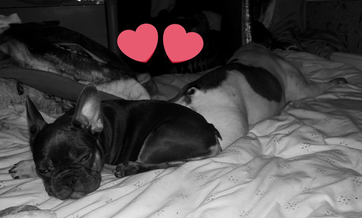ZeetaThe's tweet photo. Sleeping Top and Tail with mum 🐾🐾💤💤 https://t.co/fYfLZXgrQU