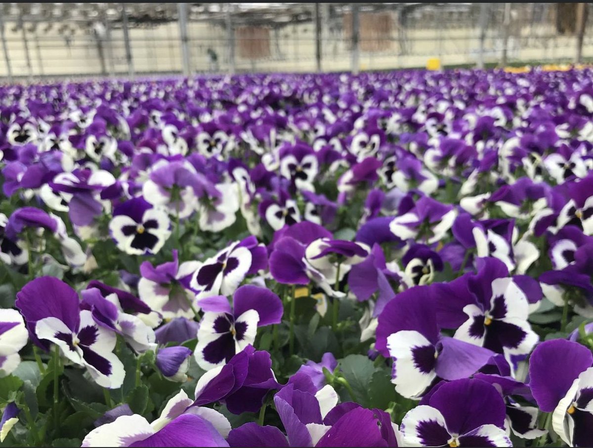 It’s time to say goodbye to winter and hello spring - it’s time to get out and plant and watch the flowers grow!!