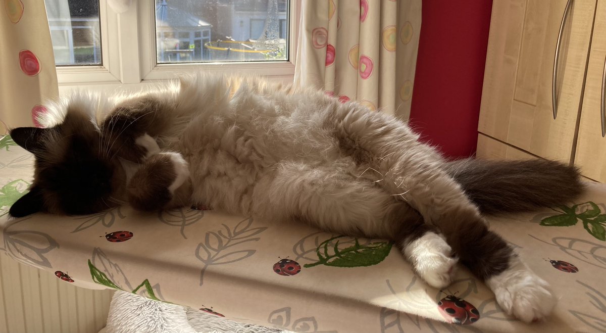 Cat stops ironing! Oh dear Daisy <a href="/SusanCalman/">Susan Calman</a>