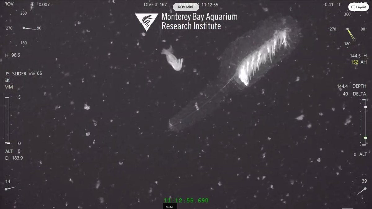 KakaniKatija's tweet photo. 9/n Yesterday's superstar performer, an Erenna #siphonophore, accompanied by a #squid. ROV science camera footage (monochrome) along with #MLTracking view. We tracked this individual > 1 hr before moving on. https://t.co/MoWglc4tFh