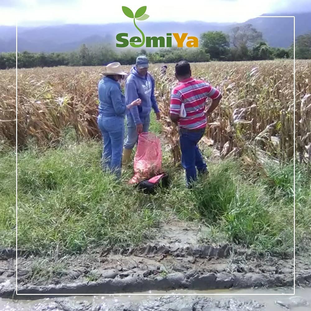 Semiyaofficial's tweet photo. 🌱 Cosechando la producción de Semillas de Maíz Blanco Híbrido Danac-391.🌽
#maiz #produccion #productores #agro #campo #cultivo #semilla #agricultura #danac #genetica #hechoenyaracuy #semiya #yaracuy https://t.co/gebP1HKMAy