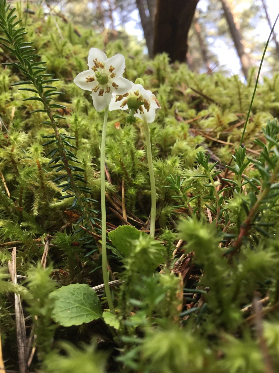 BSBIScotland's tweet photo. We've just finished getting everything ready for tomorrow's #BSBIScotSpringConf! 
Can't wait to welcome 146 delegates - 97 from  Scotland but 49 from further afield. 
7 talks to enjoy inc news about our urban flora from @BotSocScot &amp; 20 years of conservation @BordersForest :-) https://t.co/cFIx3UxOP8