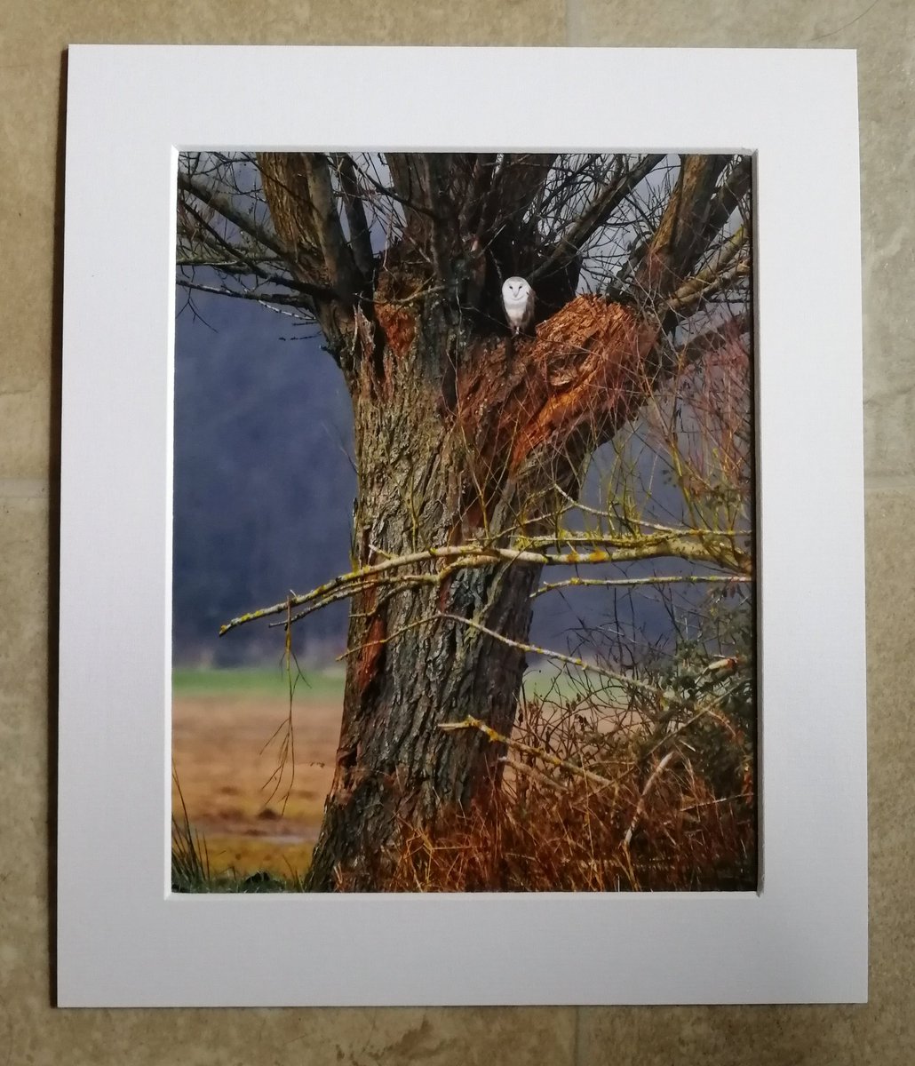 'The Watcher' 10x8 mounted print. One of my most popular photos, a Barn Owl watching me from an ancient tree on the Somerset Levels.  You can buy it here; https://www.carlbovis.com/product-page/the-watcher-barn-owl-10x8-mounted-print 