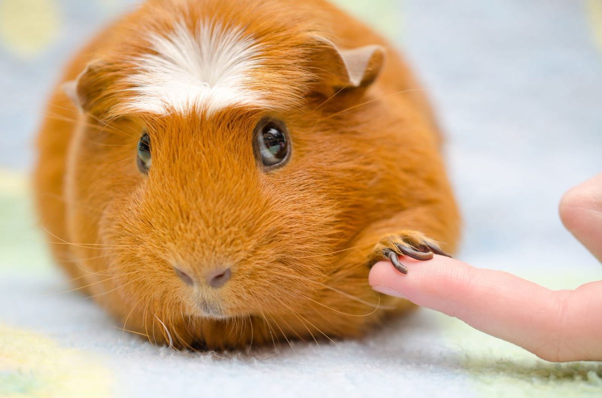 JustMissEmma's tweet photo. In case you’ve had a tough week... here’s a Guinea pig to hold your hand https://t.co/Bn7Ffo9o6R