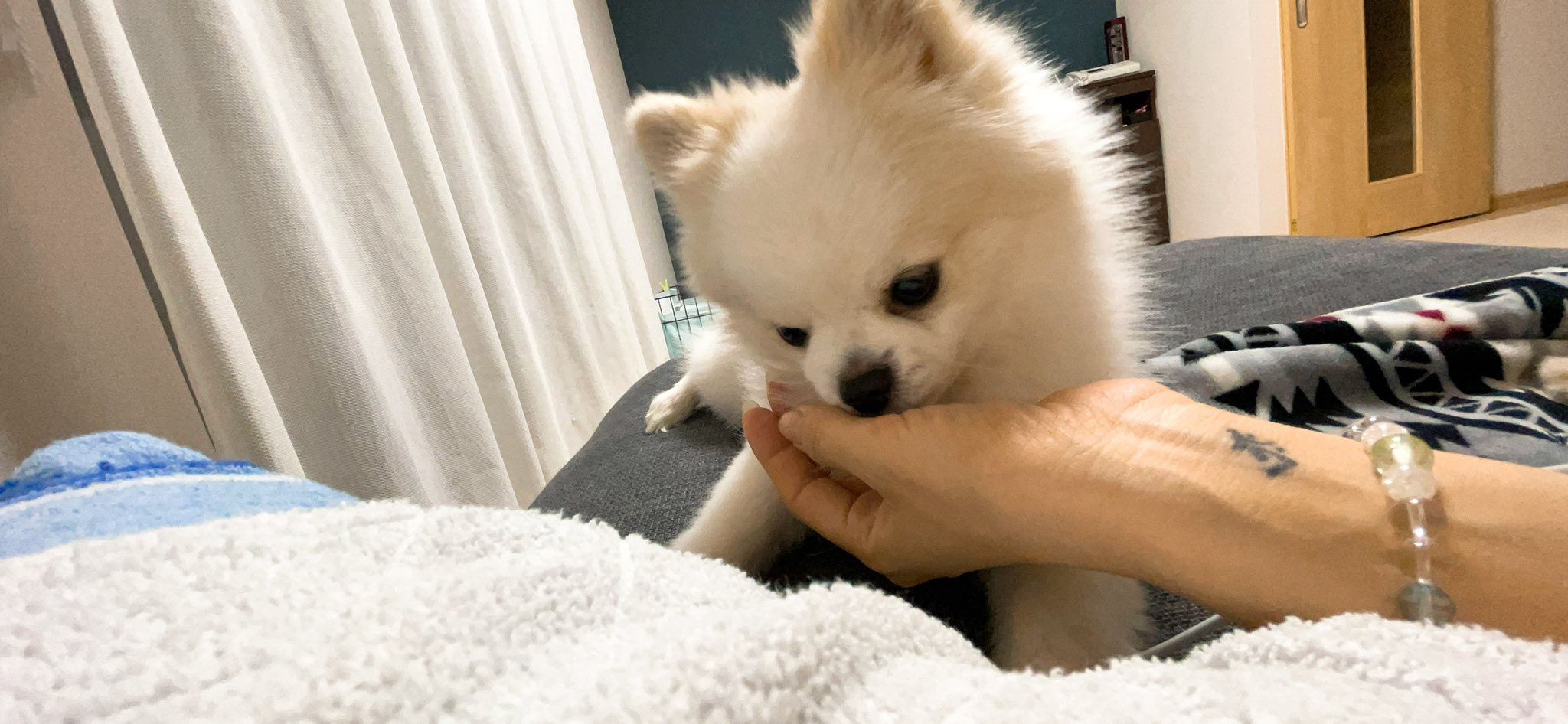 遊びたい犬 Twitter Search Twitter